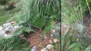 Garden in zone 7 with hardy palms Yuccas Agaves etc [upl. by Yarezed711]