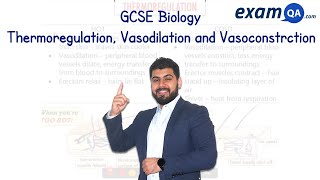 Thermoregulation Vasodilation and Vasoconstriction  GCSE Biology [upl. by Georg]