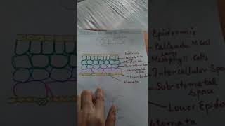 Mechanism of stomatal transpiration [upl. by Dobrinsky857]