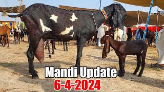 Qurbani wala janwar Bakra eid 2024  Kameer Bakra Mandi New Update 2024 [upl. by Cotter209]