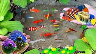 Catch colorful fish koi fish goldfish glowfish betta fish gourami  catfish lobsters [upl. by Enovad]