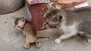 Mom cat talking to her kittens  Mother Cat Calling Her Kitten [upl. by Nuris]