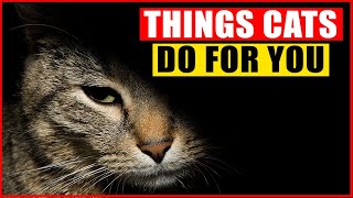 16 Things Your Cats Do for You Without You Knowing [upl. by Carrel36]