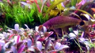 Crossocheilus reticulatus in Bucephalandra aquarium [upl. by Chrysler]