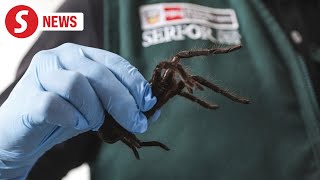 Korean citizen caught with 320 tarantulas and 110 centipedes at Peru airport [upl. by Sy344]