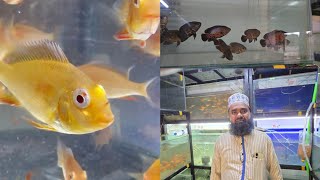 Kurla Fish Market Only Wholesale Fish Selling  Molana Jamil 8169159696 [upl. by Moina]