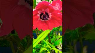 Red Anemones prettyflowers flowers happiness shorts [upl. by Ynetsed]