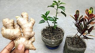 How to use ginger as natural pesticide  Remove mealybugs from plants [upl. by Oswell]