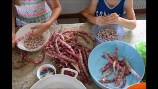 Borlotti Beans Feast [upl. by Reinar927]