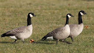 Cackling goose [upl. by Morville34]