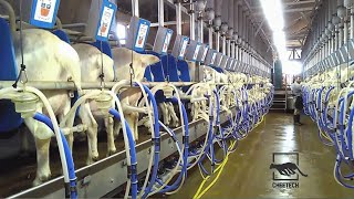 Milking Machine in Action 🐄 INCREDIBLE Cow amp Goat Automatic Milking System Processing [upl. by Winfield]