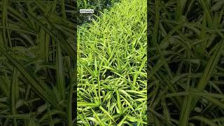 spider plant new collection kolkata putaliplants mondalnursery [upl. by Sherrard]