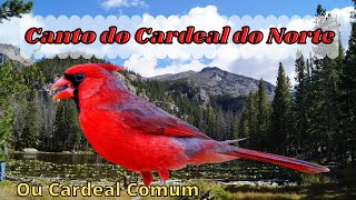 Canto do Cardeal do Norte ou Cardeal Comum – Cardeal Vermelho [upl. by Beitris]