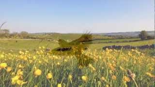 Ralph Vaughan Williams  The Lark Ascending [upl. by Lacagnia20]