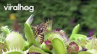 Venus Flytraps Catch Wasps  ViralHog [upl. by Aihsik]