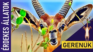 GERENUK  ZSIRÁFNYAKÚ GAZELLA  Állatok gyerekeknek  Ismeretterjesztő  Természetfilm [upl. by Adaliah]