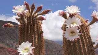 Fantastic beauty Flowering cactus Belize [upl. by Julianna]