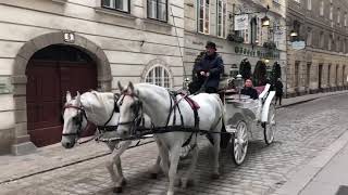 300 Years Old Horse Carriage Wiener Fiaker in Vienna Austria [upl. by Cenac]