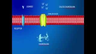 Receptores en la membrana celular D Calcio calmodulina [upl. by Eadith]