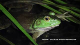 Bullfrog Serenade [upl. by Lleon]