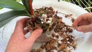 Easy Orchid Care Repotting a Phalaenopsis with Rotten Roots  Steps to save an Orchid with no roots [upl. by Anrim]