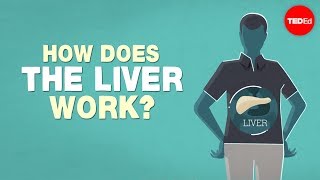 What does the liver do  Emma Bryce [upl. by Henka]