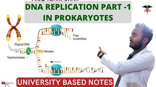 DNA Replication  part 1 In prokaryotes [upl. by Herriott]