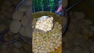 How to make lupini beans beans [upl. by Yssep]