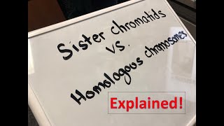 Homologous Chromosomes vs Sister Chromatids Explained [upl. by Thorman]