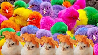 World cute chickscolourful chickensrainbow chickensducksrabbitsCute Animals [upl. by Pepita465]