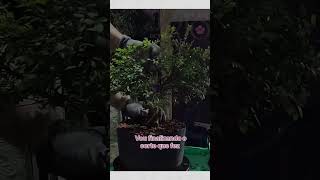 bonsai cambui 盆栽 prebonsai estilizacao [upl. by Bostow]