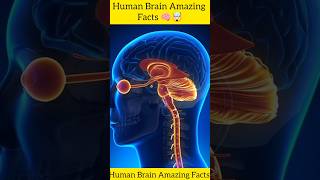 MindBlowing Facts About the Human Brain😱🙀😳🧠🤯Surprising Things You Didnt Know About Your Own Brain [upl. by Ellemac]