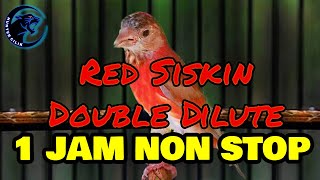 SUARA BURUNG RED SISKIN DOUBLE DILUTE 1 JAM NON STOP [upl. by Annaiuq]