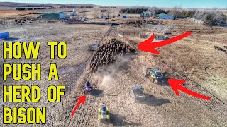 Behind the Scenes of a BIG South Dakota Bison Ranch [upl. by Tereb]