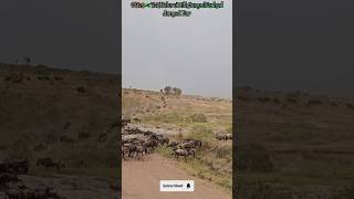 Millions of Wildebeest migrating nature travel music shorts lion animals bigcat wildanimals [upl. by Lachman]