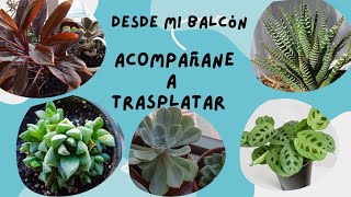 Trasplante plantas de sombra foryou like balcon maranta haworthia perlevon palmitaroja [upl. by Flemings]