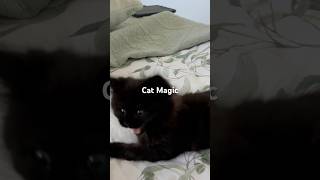 Cat Magic MaDaMaDa [upl. by Indnahc]