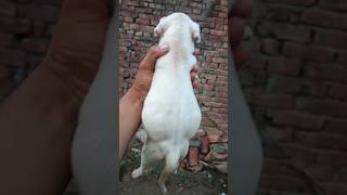 8800358506 dogo argentino puppy available dog dogoargentino vlog pets trending shorts [upl. by Adnawat136]