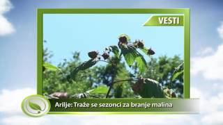 VESTI  Arilje Traže se sezonci za branje malina [upl. by Nonrev]