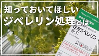 【シャインマスカット】種無しブドウの作り方【ジベレリン処理】 [upl. by Foy]