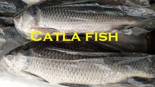 Fish Market in Bangladesh Jatrabari Dhaka fish market 2019 [upl. by Attennot]