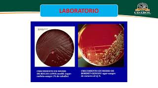 TEMA 6 HAEMOPHILUS BORDETELLA PRIMERA PARTE vol [upl. by Feledy176]