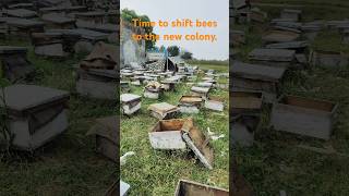 Do you know how Honey bees are introduced to new colonies [upl. by Oiromed]