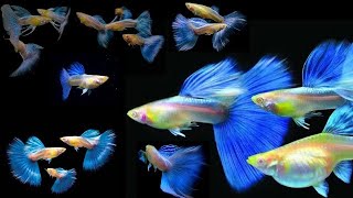 Albino Blue Topaz Guppy  Ribbon tail Guppy  planted tub setup  Guppy breeding setup  தமிழ் Tamil [upl. by Good]