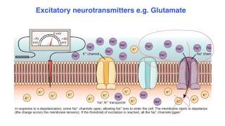 Excitatory vs inhibitory effects of Neurotransmitters  VCE Psychology [upl. by Ahsinek]