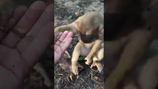 monkeybaby eating feed in jungle💐LP5 monkeys viral animals shortsvideo monkey youtubeshorts [upl. by Yrroc]