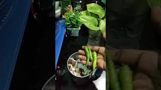 அருமையான காளான் பட்டாணி குருமா  Mushroom Green Peas Kurma Recipe [upl. by Ahtnamys]