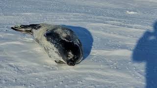 Chased by a Weddell seal pup near Scott Base Antarctica [upl. by Atiana]