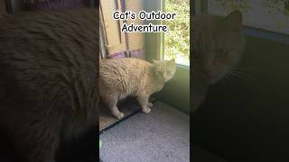 Cats Outdoor Adventure [upl. by Nnyleuqaj]