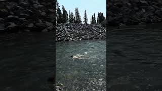 Messing around in the river Elbow in Bragg Creek Calgary Canada [upl. by Arikaahs]